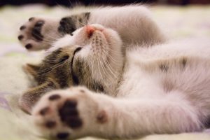 Berapa Lama Kucing Hamil? Panduan Lengkap untuk Pemilik Hewan Peliharaan!
